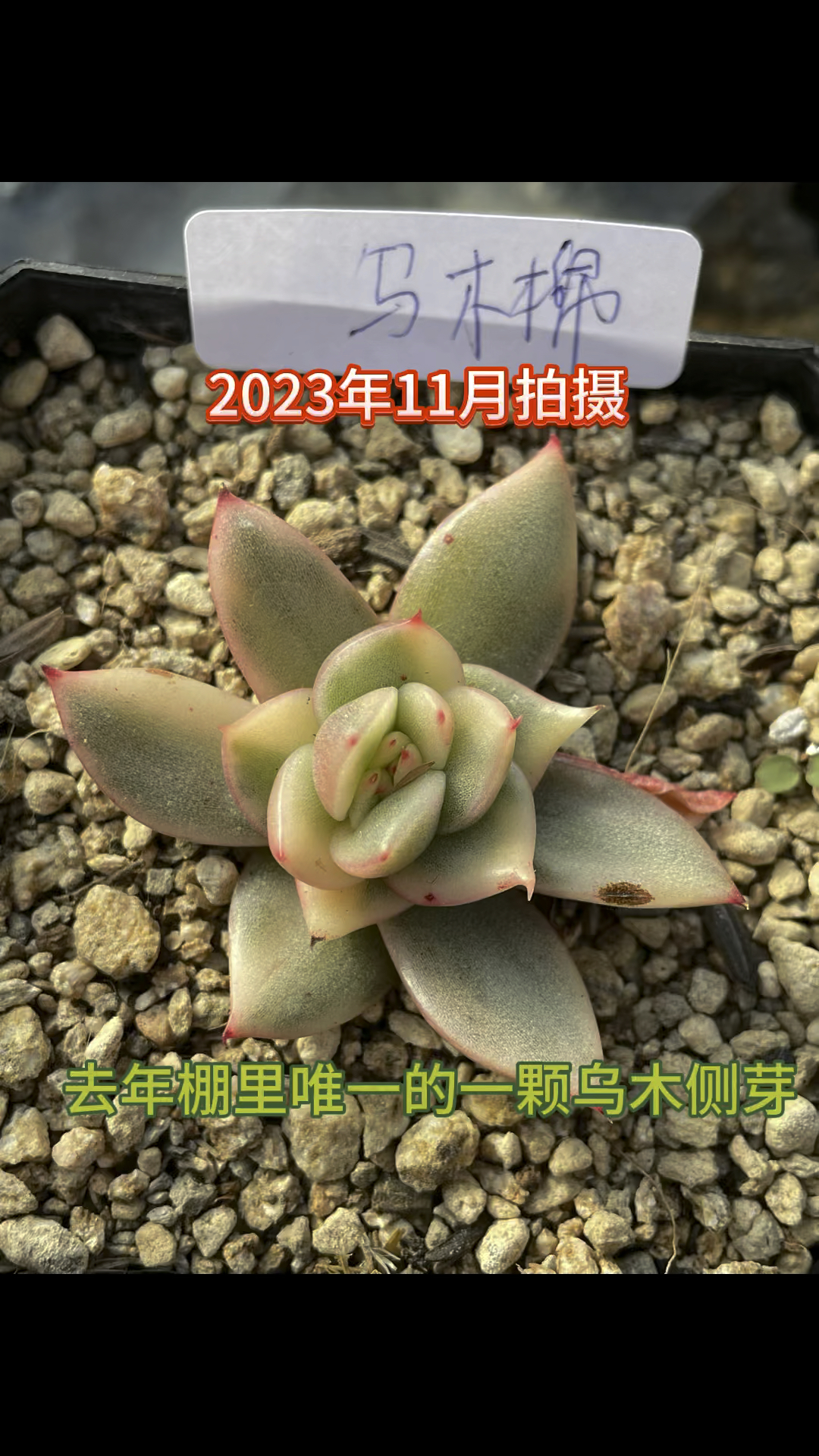 韩国东云锦中的乌木锦和幸福锦,傻傻分不清了,咋办呀?#多肉植物 #大连同城