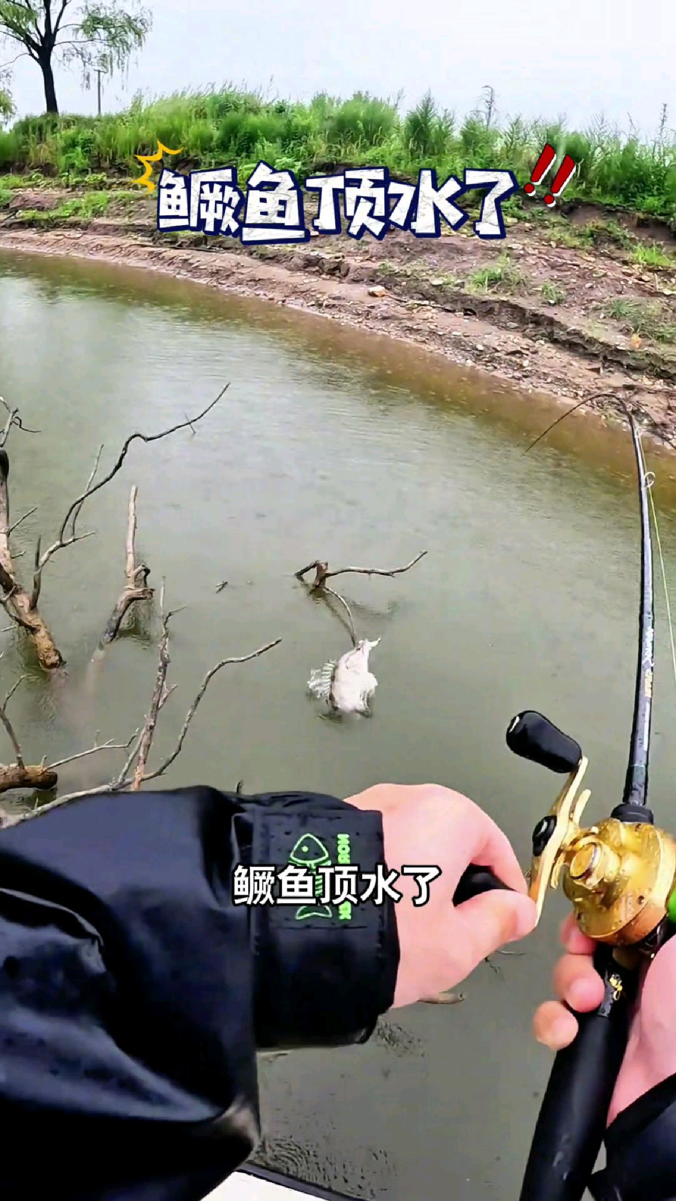 十多斤的大鳜鱼拉起来手感就是不一样#我的钓鱼日记