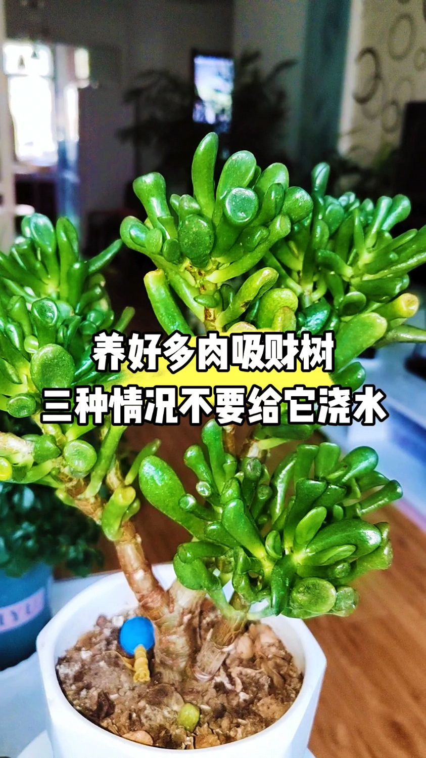 养好多肉吸财树,三种情况不要给它浇水