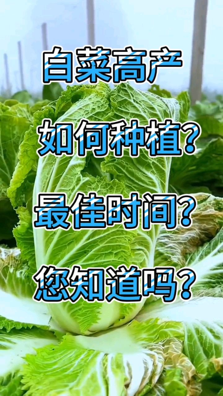 白菜高产如何种植?最佳时间大家记住了#白菜 #白菜种植 #白菜高产