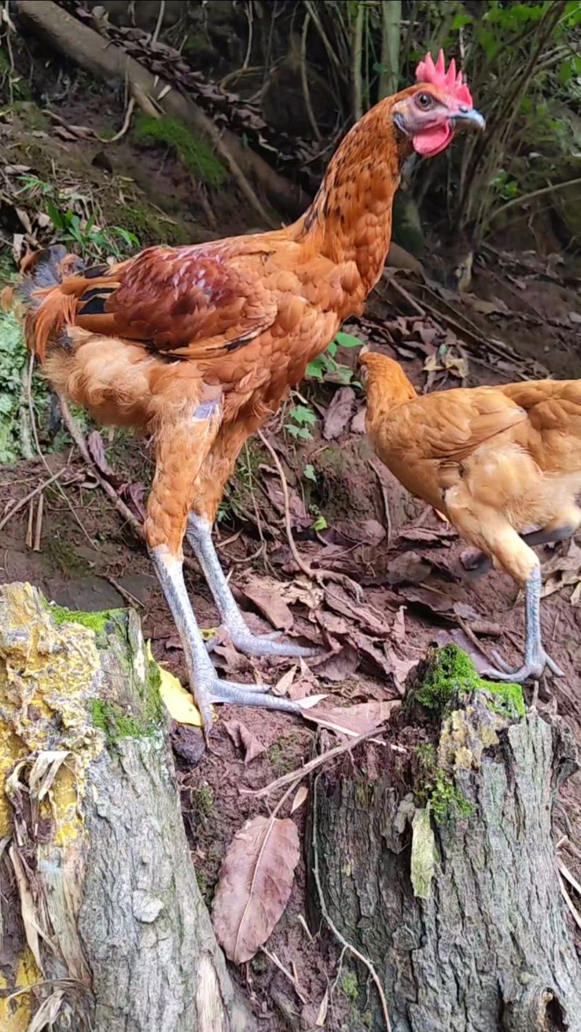 公鸡穿了高跟鞋,就像公鸡中的恨天高