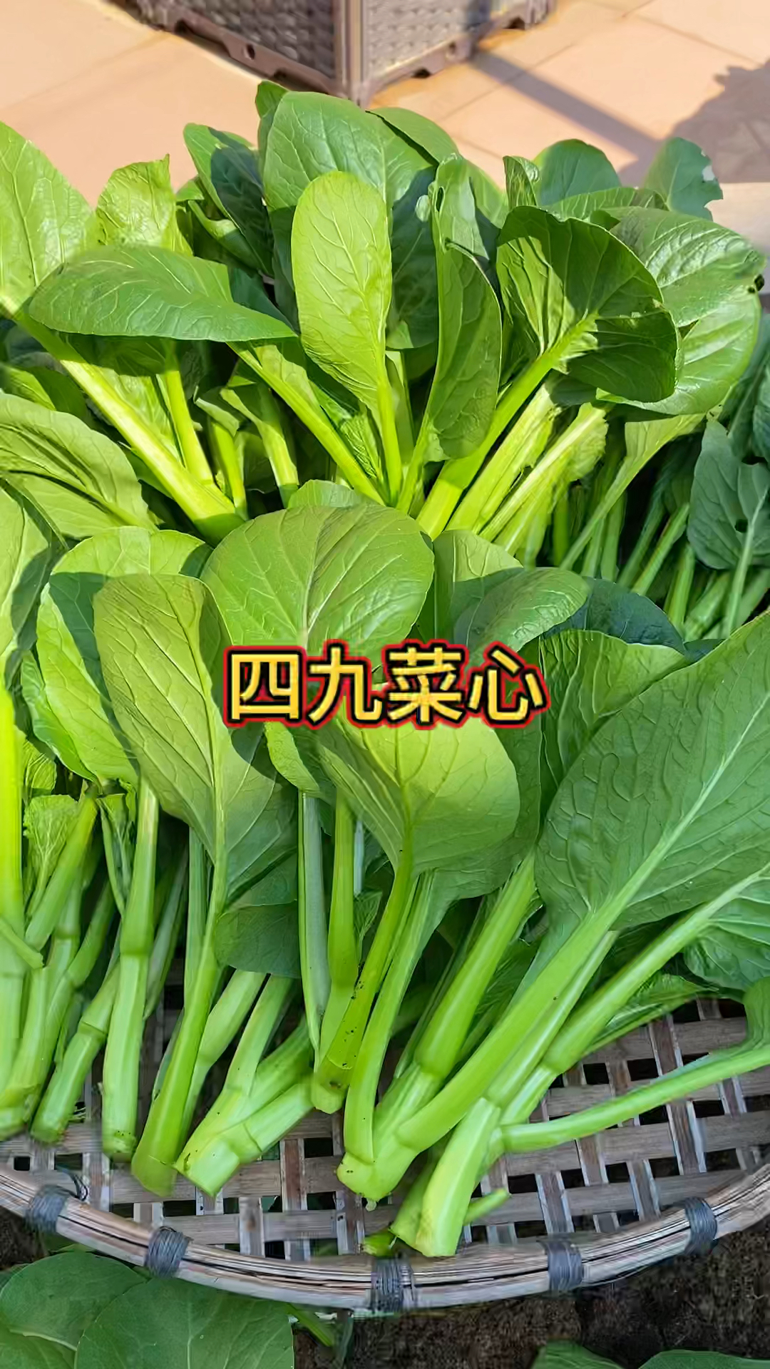 四九菜心也叫广东菜心,这个季节都能种,你也种些吧