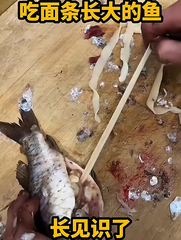第一次见鱼肚子里面有面条,长见识了
