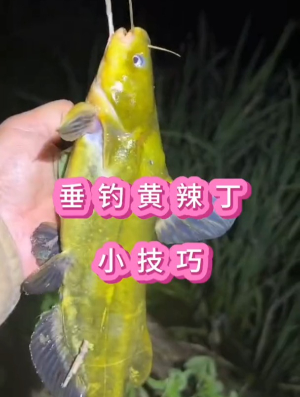 夏季垂钓黄辣丁的小技巧,首先得了解它的习性!