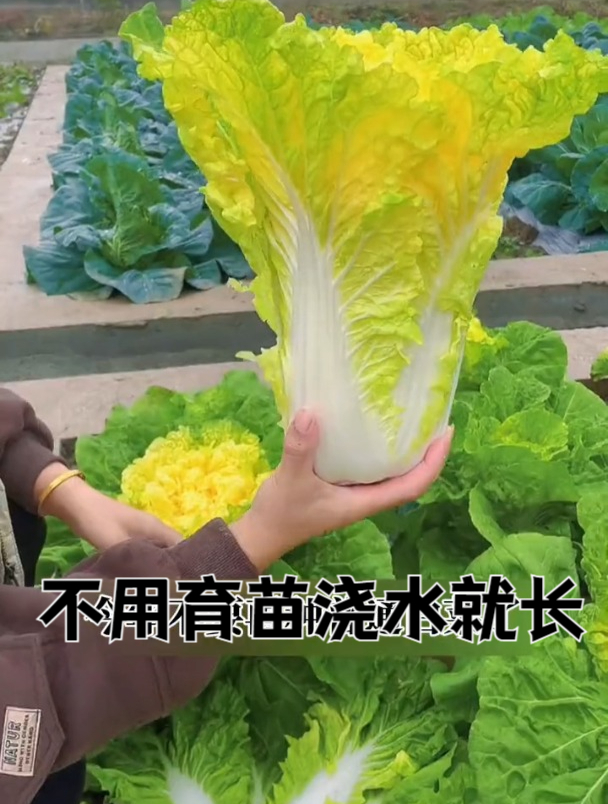 这种白菜内叶金黄,耐热又耐寒,长成之后更是堪比猪肉!