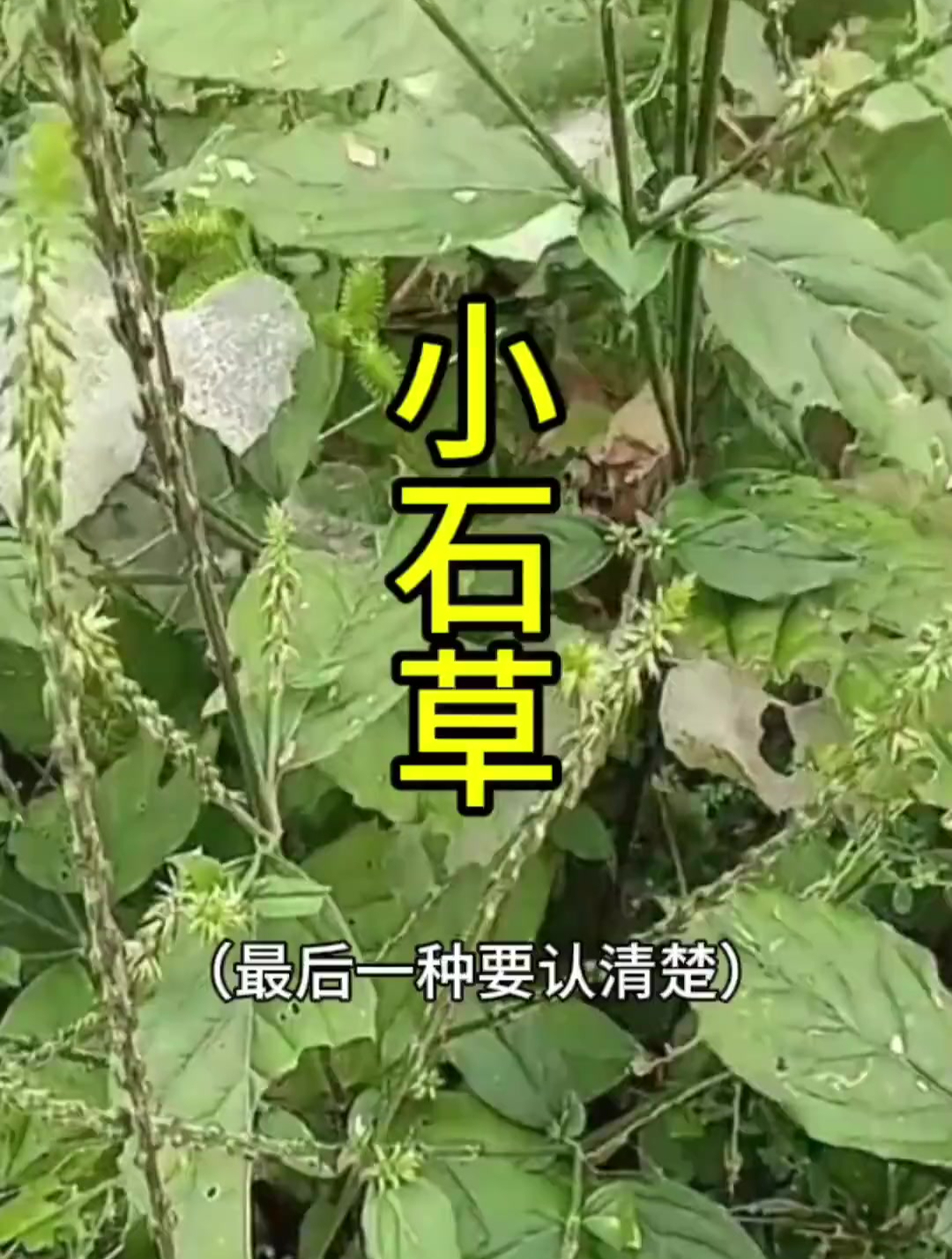 几种别样的小石草