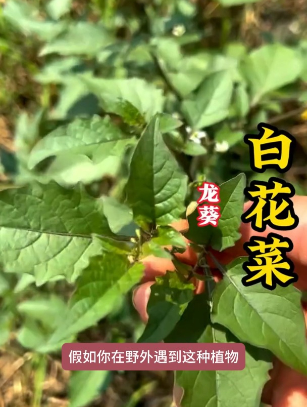 龙葵也叫白花菜,遇见就不要错过了!