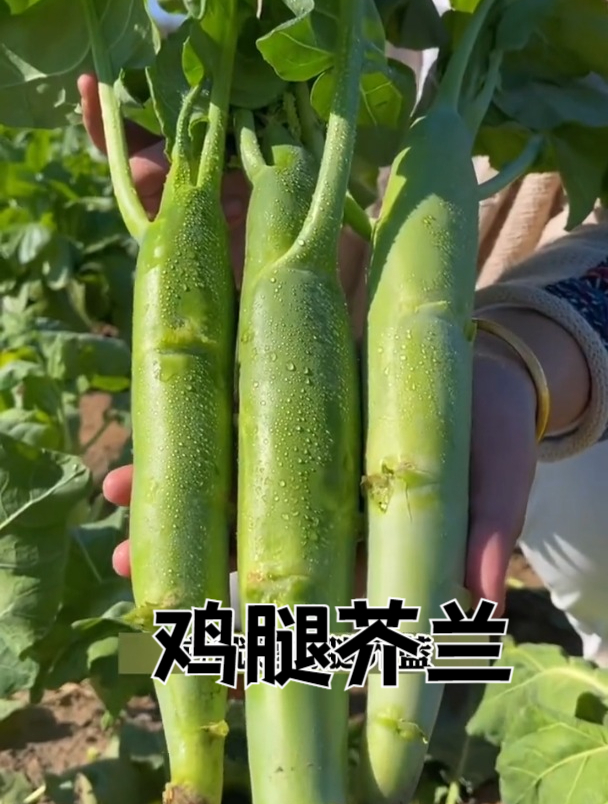 一根比胳膊还粗,撒籽浇水就长,鸡腿芥蓝营养丰富售价高!