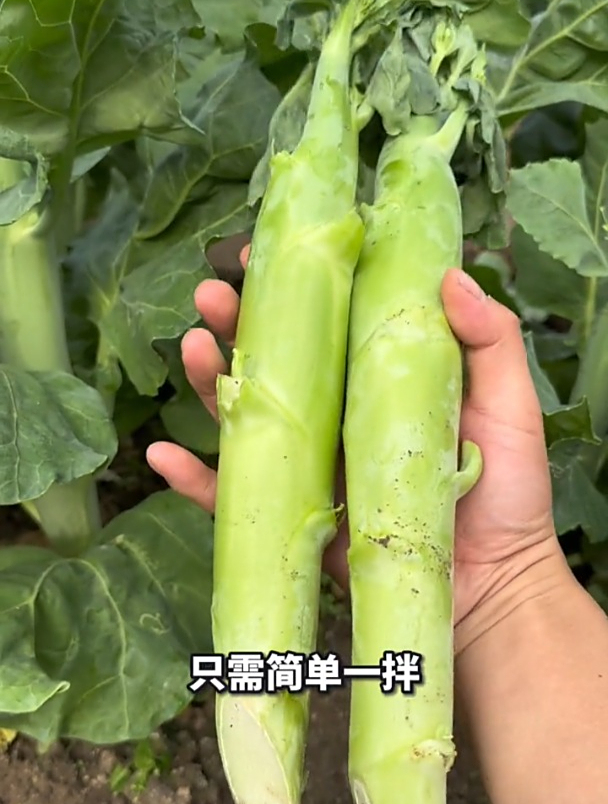 鸡腿芥兰钙含量极高,吃不完还能腌成小咸菜,很多人还不知道