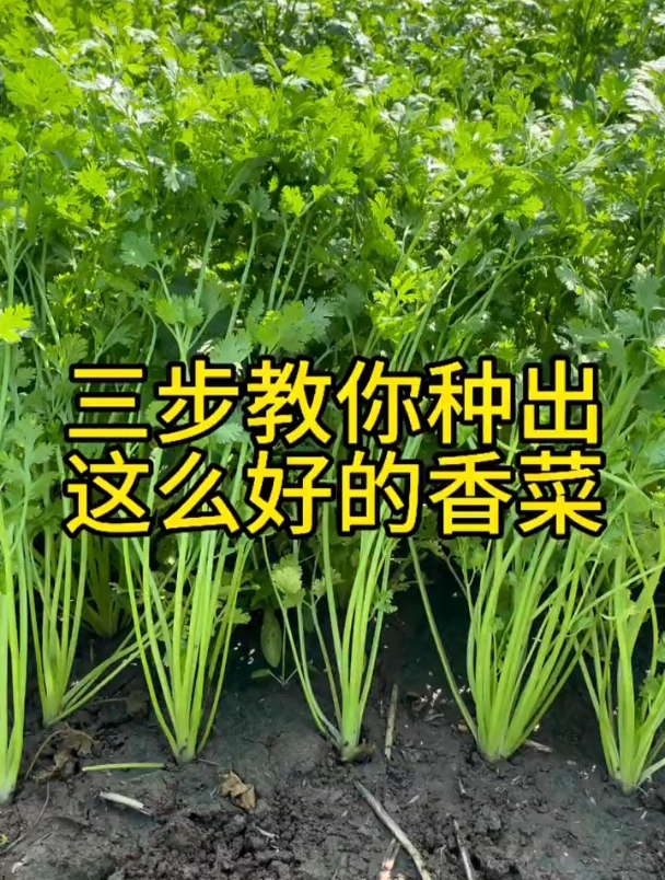 香菜种植的完整步骤,出芽快不抽薹!