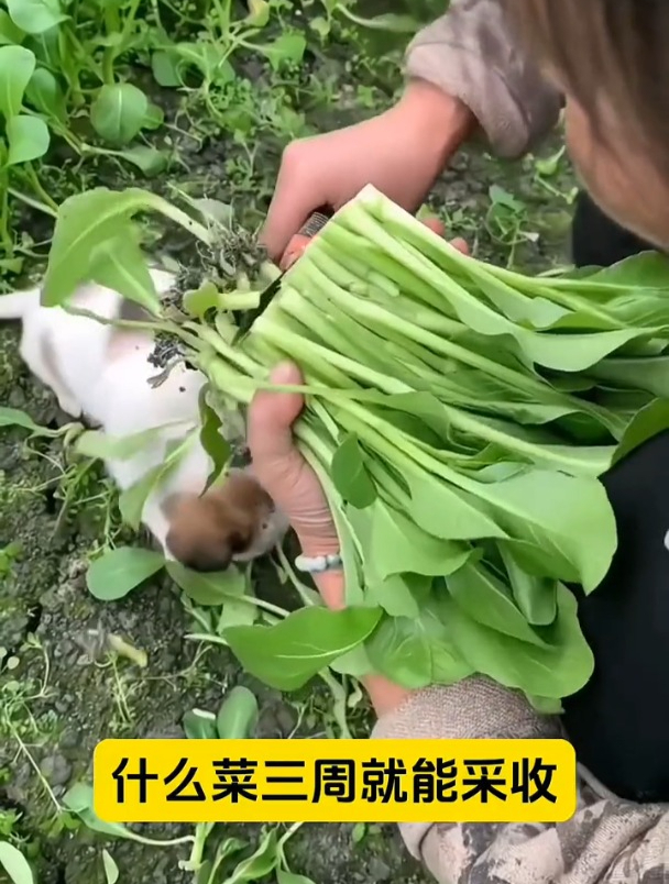 鸡毛菜比豆腐还嫩,撒籽就长一片!