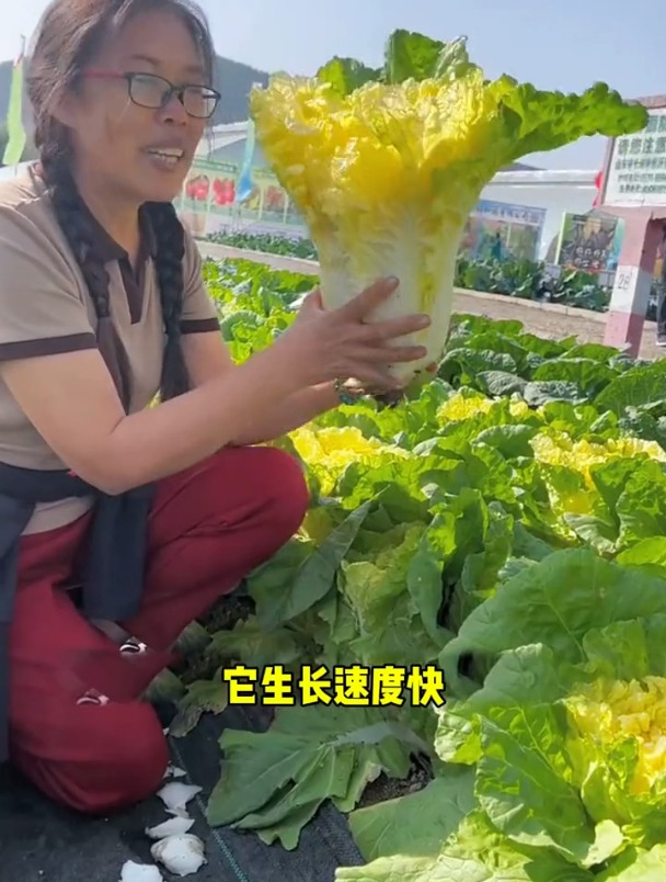 比普通白菜更鲜嫩的鸡蛋黄白菜,成熟后像黄金!