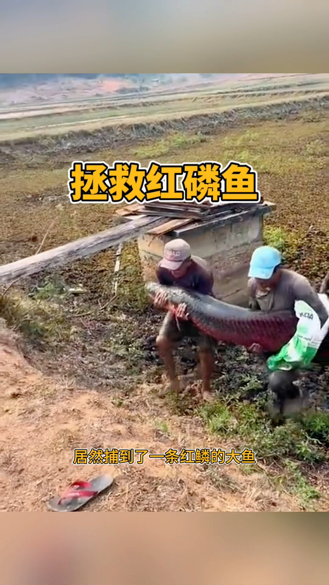 拯救红磷鱼,好人做好事