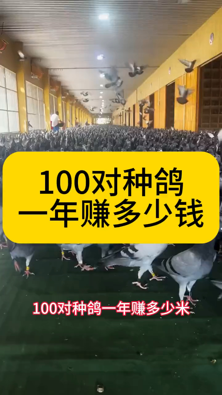 100对种鸽一年赚多少钱