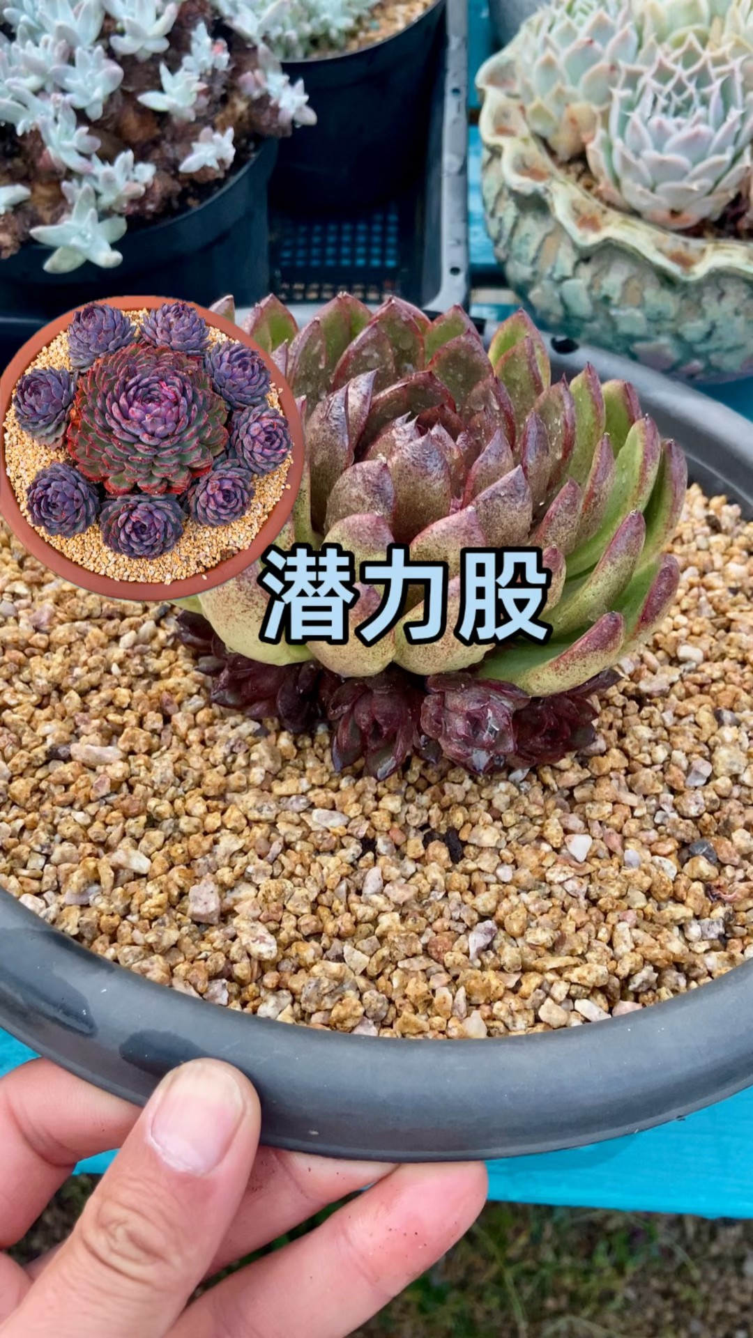 手捧花多肉怎么养成