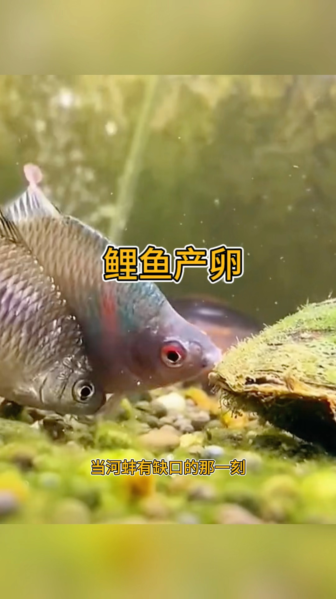 鲤鱼产卵,居然产到了河蚌里