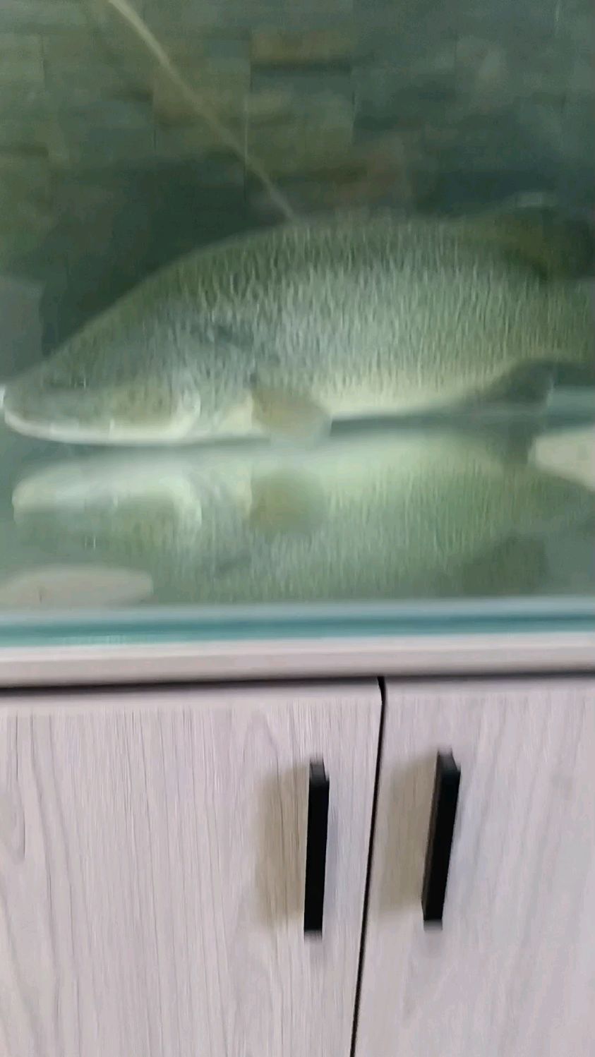 鳕鱼鱼生,吃了的人都回味