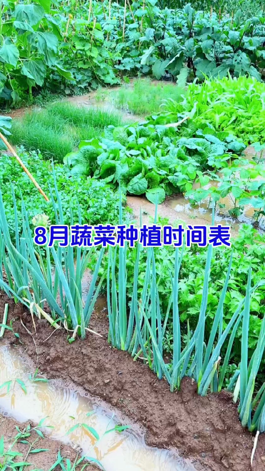 8月蔬菜种植时间表