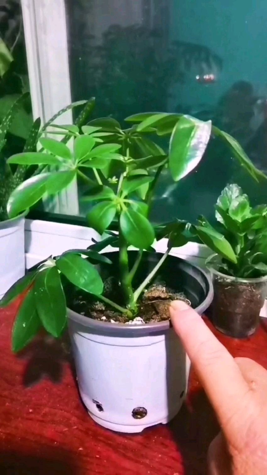 鸭脚木小苗这样养,长速快又壮