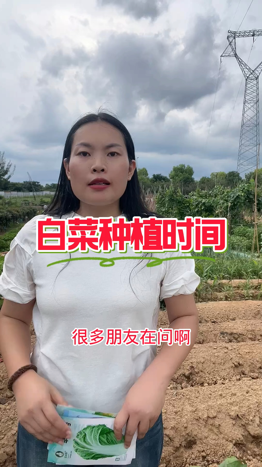 白菜种植时间是什么时候?