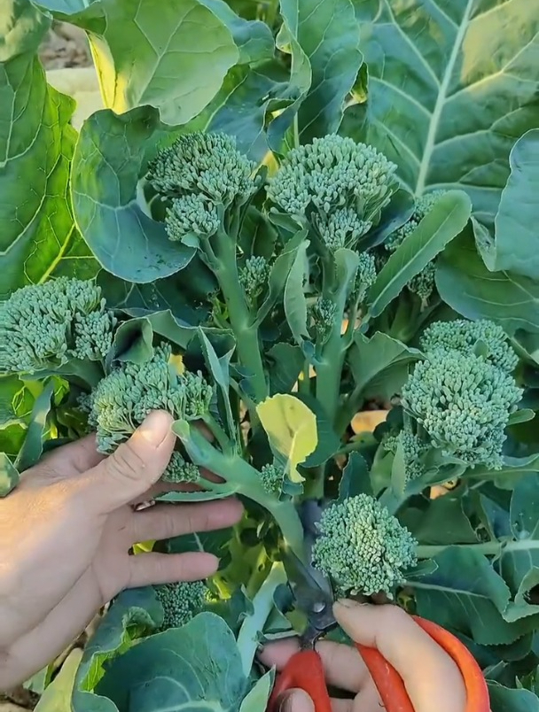 越掐越旺长!西兰菜苔营养丰富,好种还不生虫