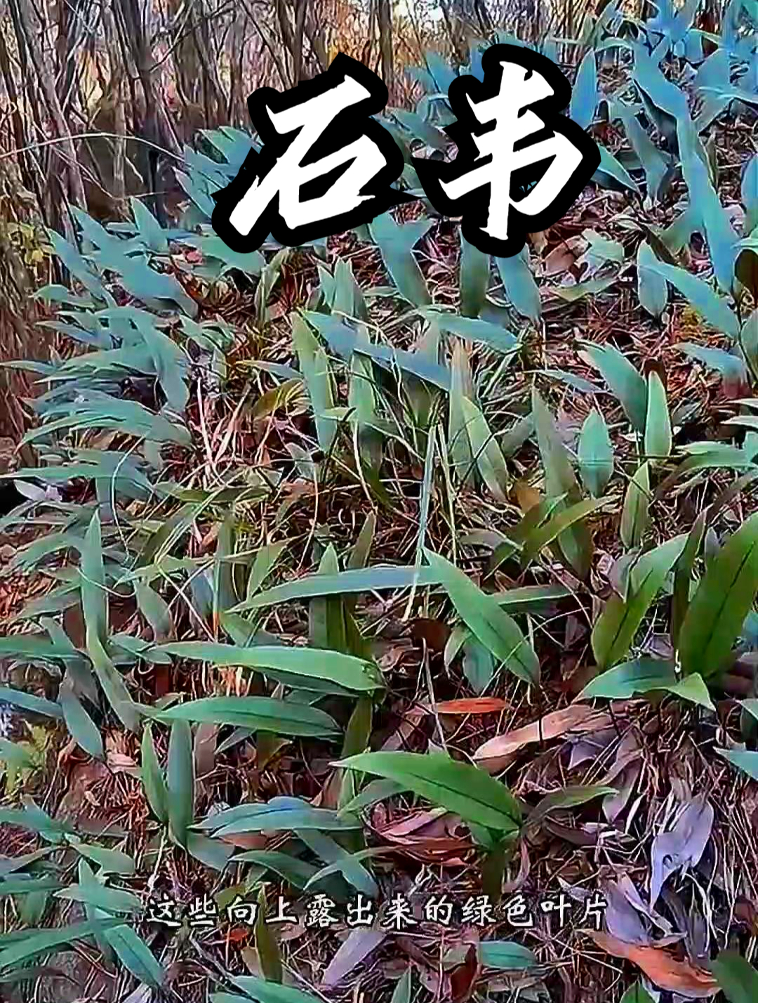 石韦也叫金星草,用它煮水饮用,可以缓解小便不通畅