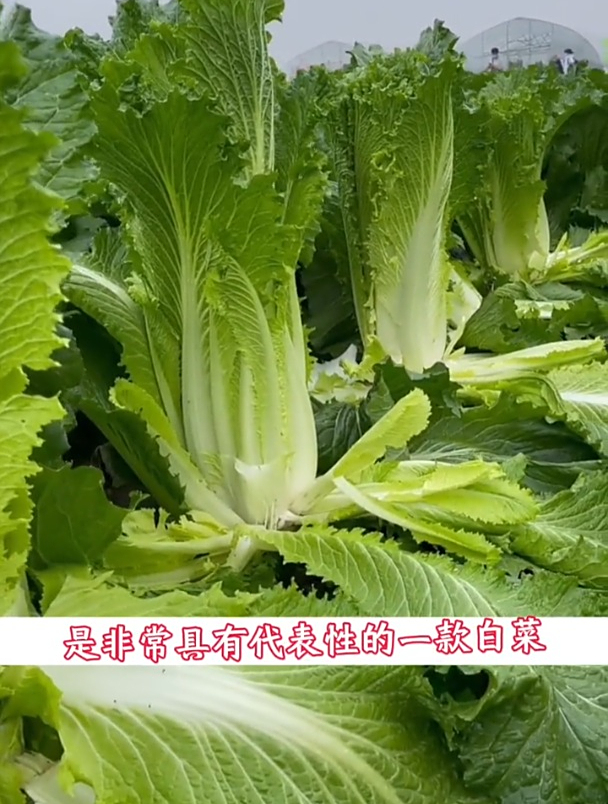 青麻叶大白菜帮窄叶多,好种耐热不易糠心,在市场深受喜爱!