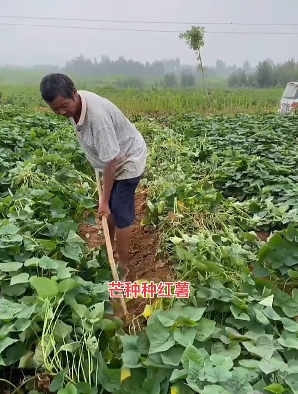 小菜园种点时令蔬菜,吃着健康又放心!