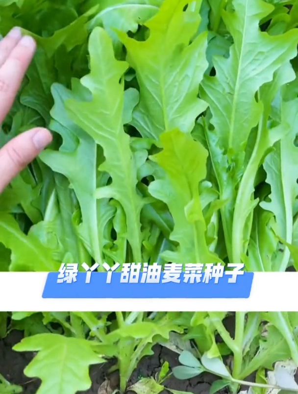 油麦菜新品种,香味独特不招虫,口感甜脆营养好!