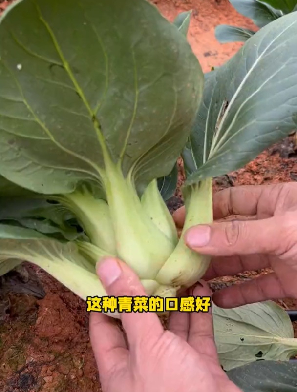 一种矮脚小青菜,茎短叶子大,营养丰富市场价高!