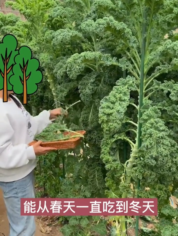 市场罕见的蔬菜,营养堪比牛肉,撒籽浇水蹭蹭长3米高!