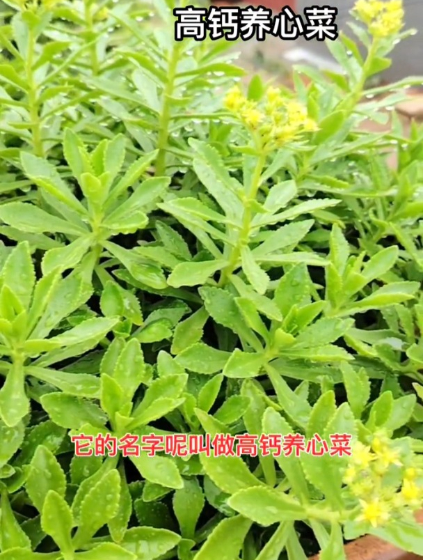 80年代差点吃灭绝,三七又叫高钙菜,是市场上不可多得的宝贝!