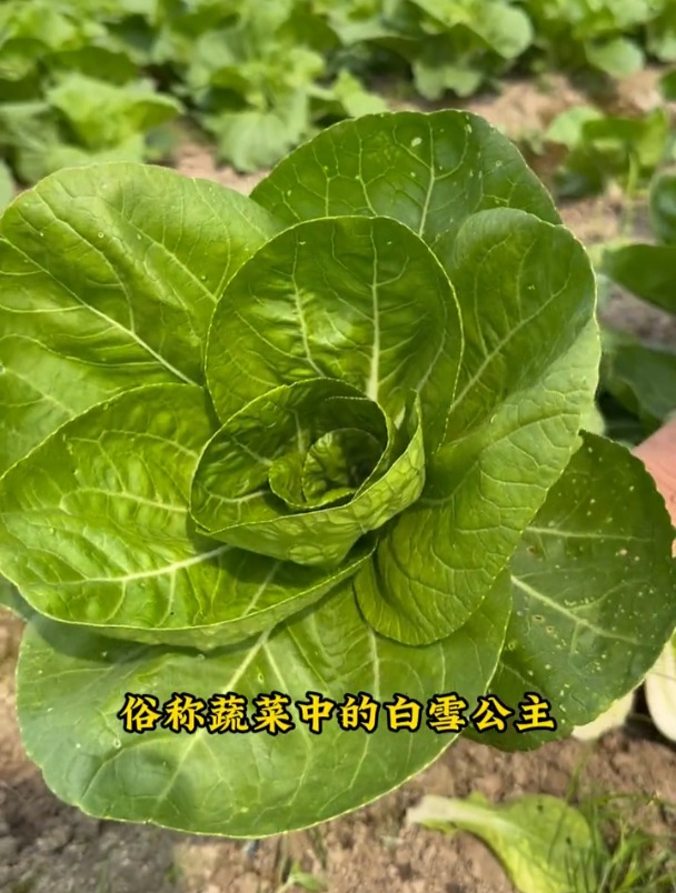 矮脚奶白菜,特点茎短叶大,不用育苗撒籽就长!