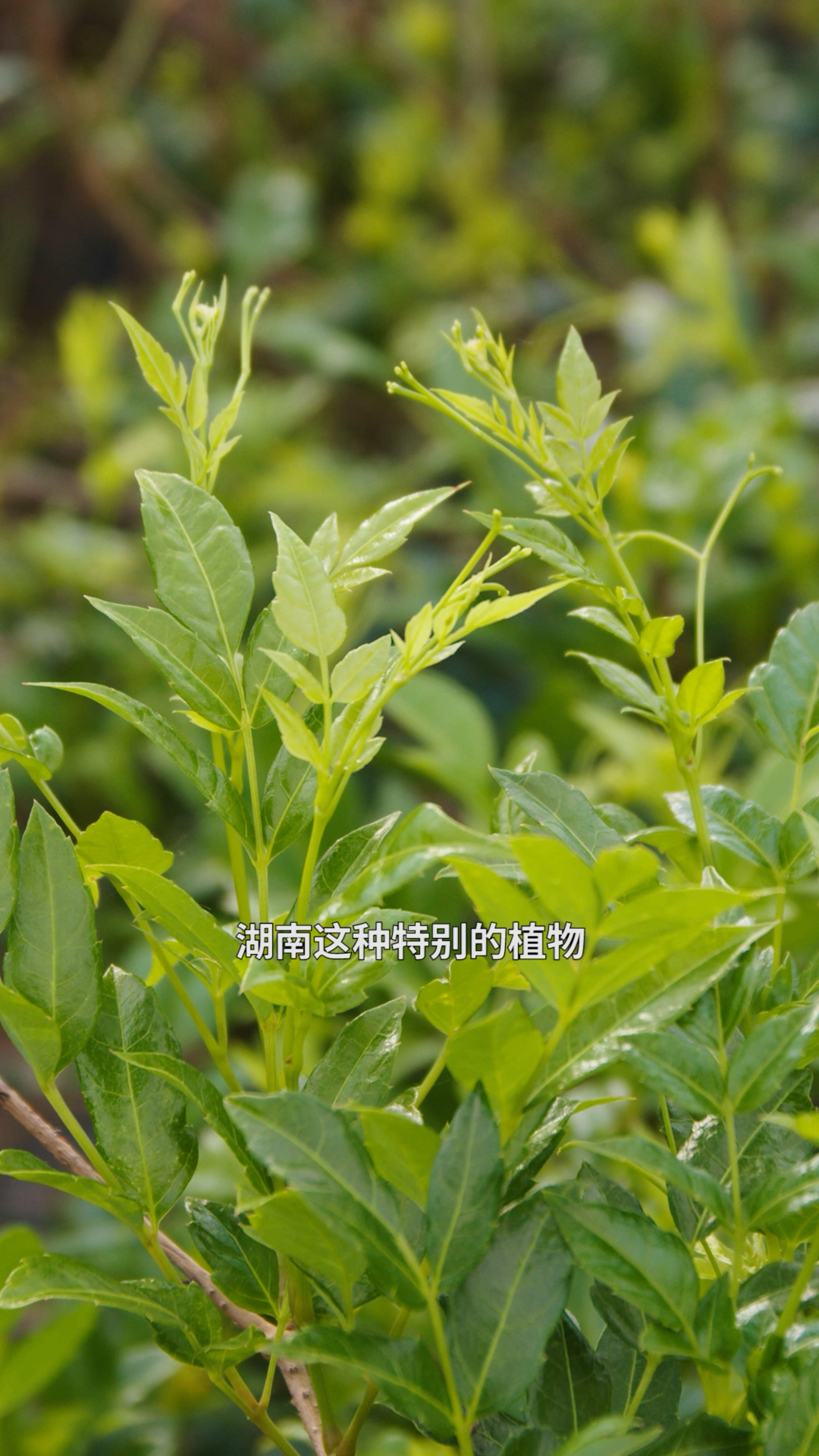 莓茶被誉为“黄铜之王”,它的制作工艺很神奇,80%的人都没见过