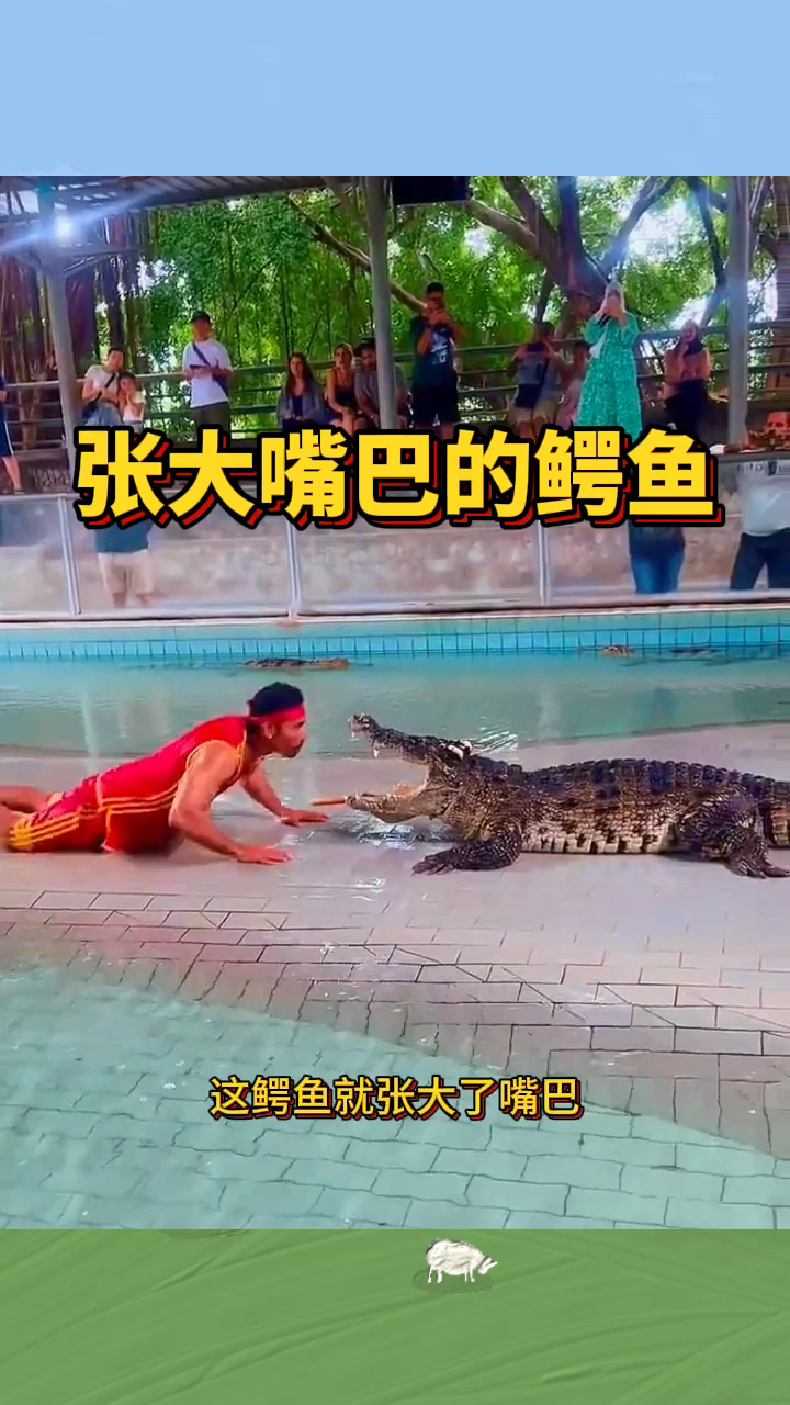 张大嘴巴的鳄鱼,训练的真听话