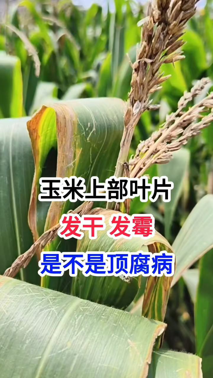 玉米上部叶片,发干、发霉,是不是顶腐病