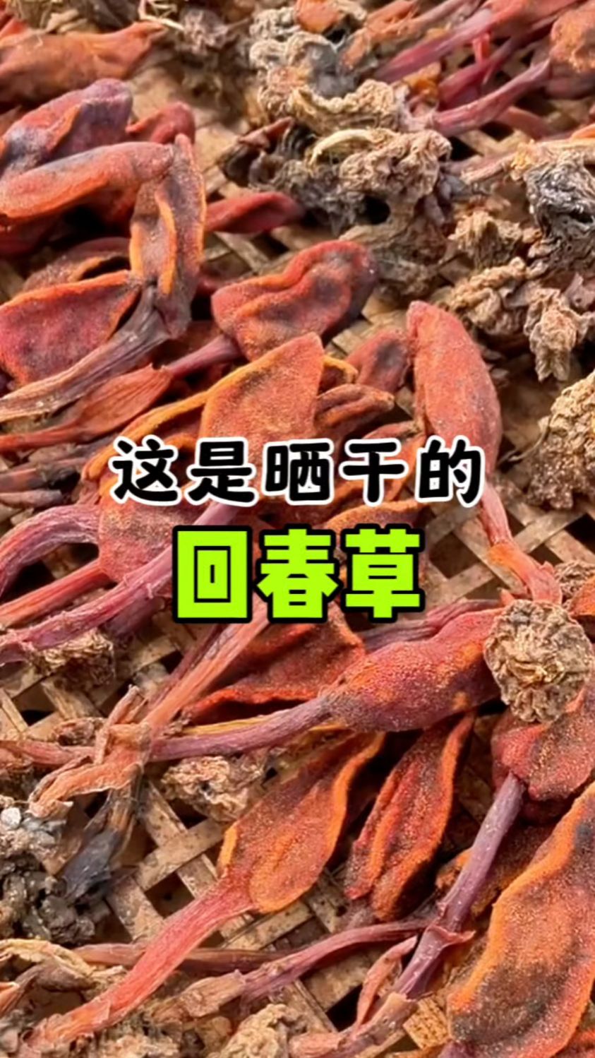 这是晒干的回春草,用它煲汤泡茶都可以