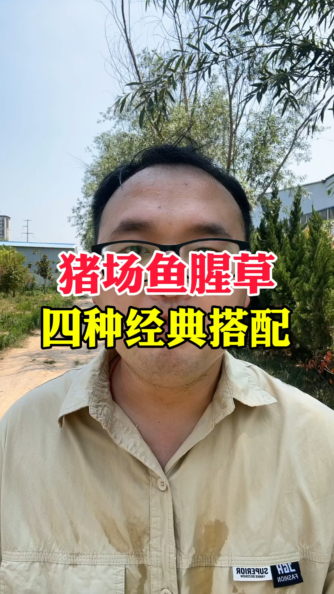 猪场鱼腥草四种经典搭配