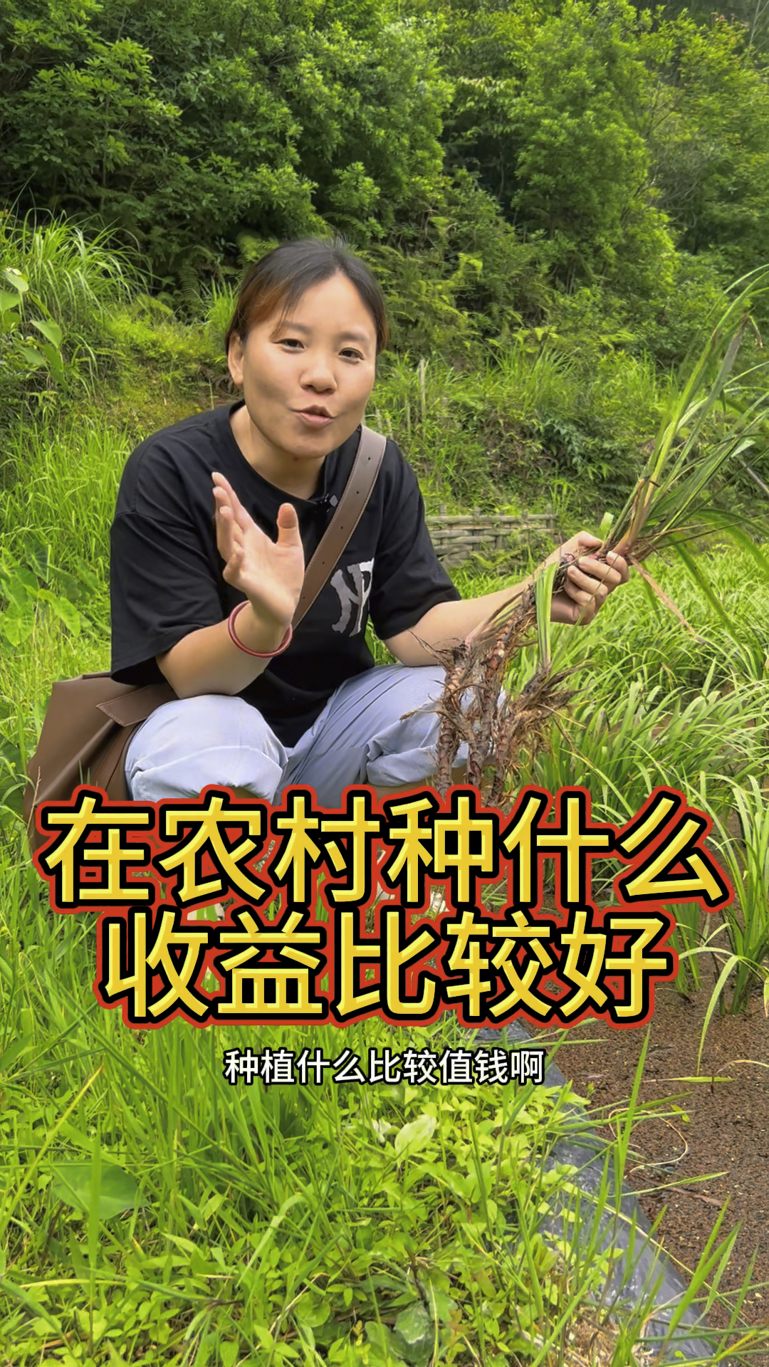 石菖蒲种植两年半到三年,一亩地有六到七万的收益