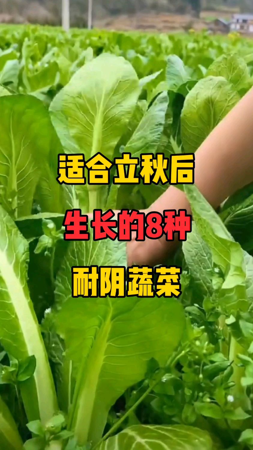 适合立秋后生长的8种耐阴蔬菜