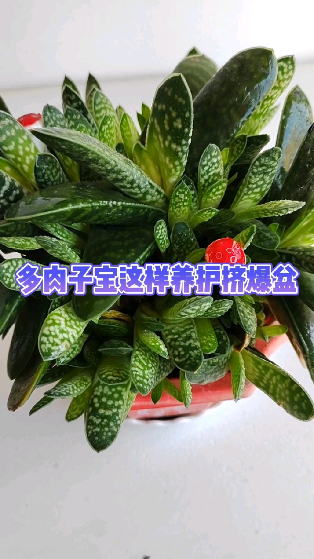 多肉子宝这样养护挤爆盆