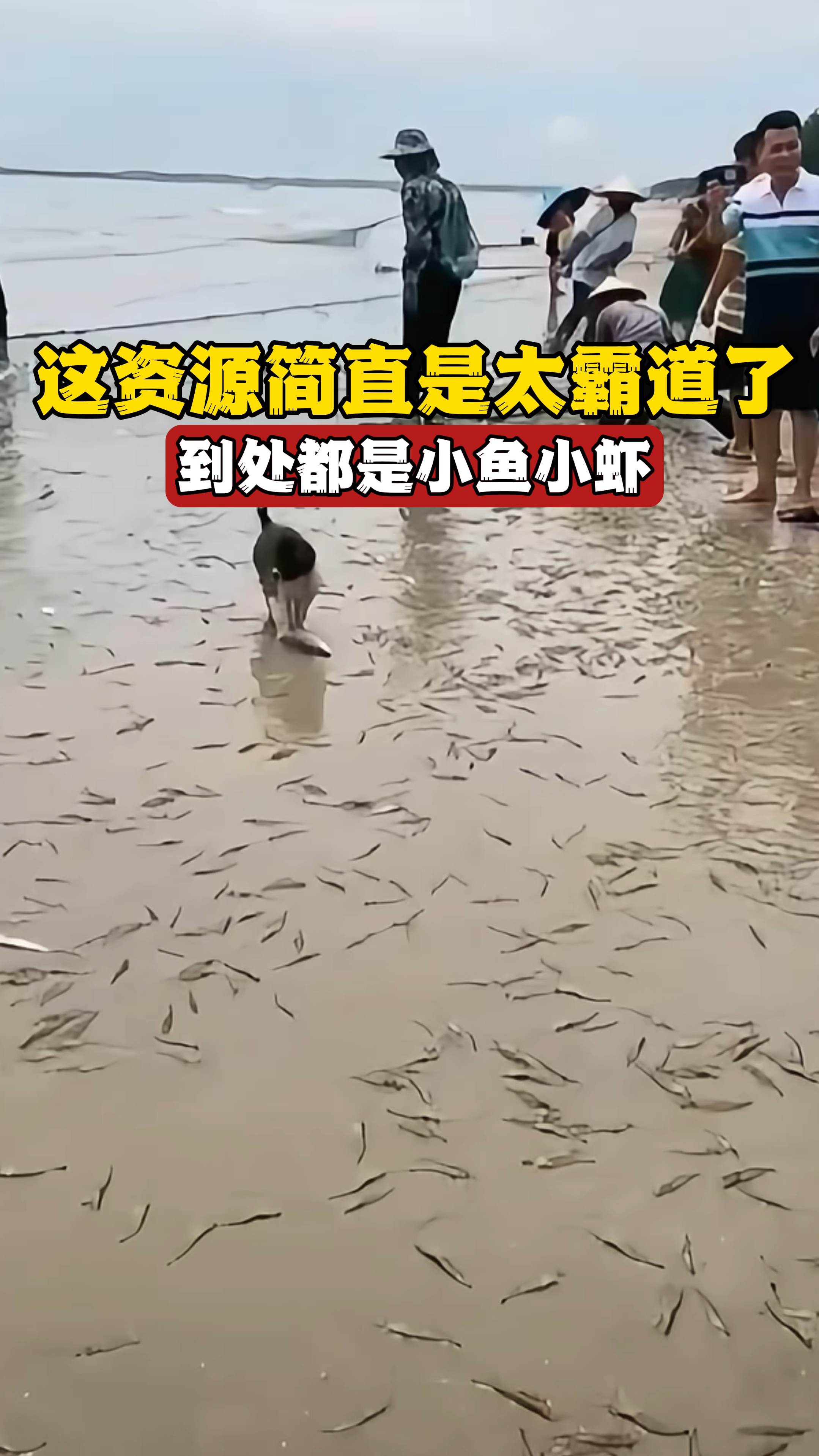 这资源简直也太霸道了,到处都是小鱼小虾,这抓回去怎么吃?