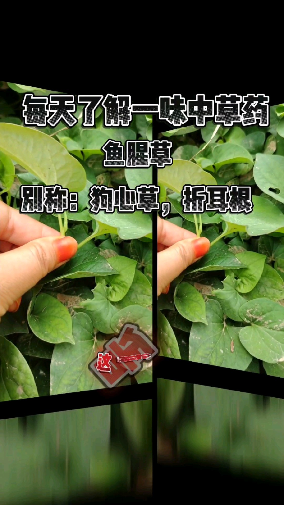 每天了解一味中草药,鱼腥草别名折耳根