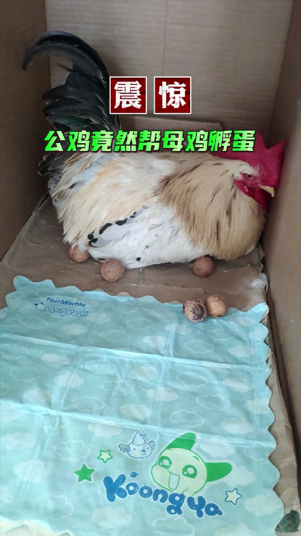 这样的大公鸡你们爱嘛?