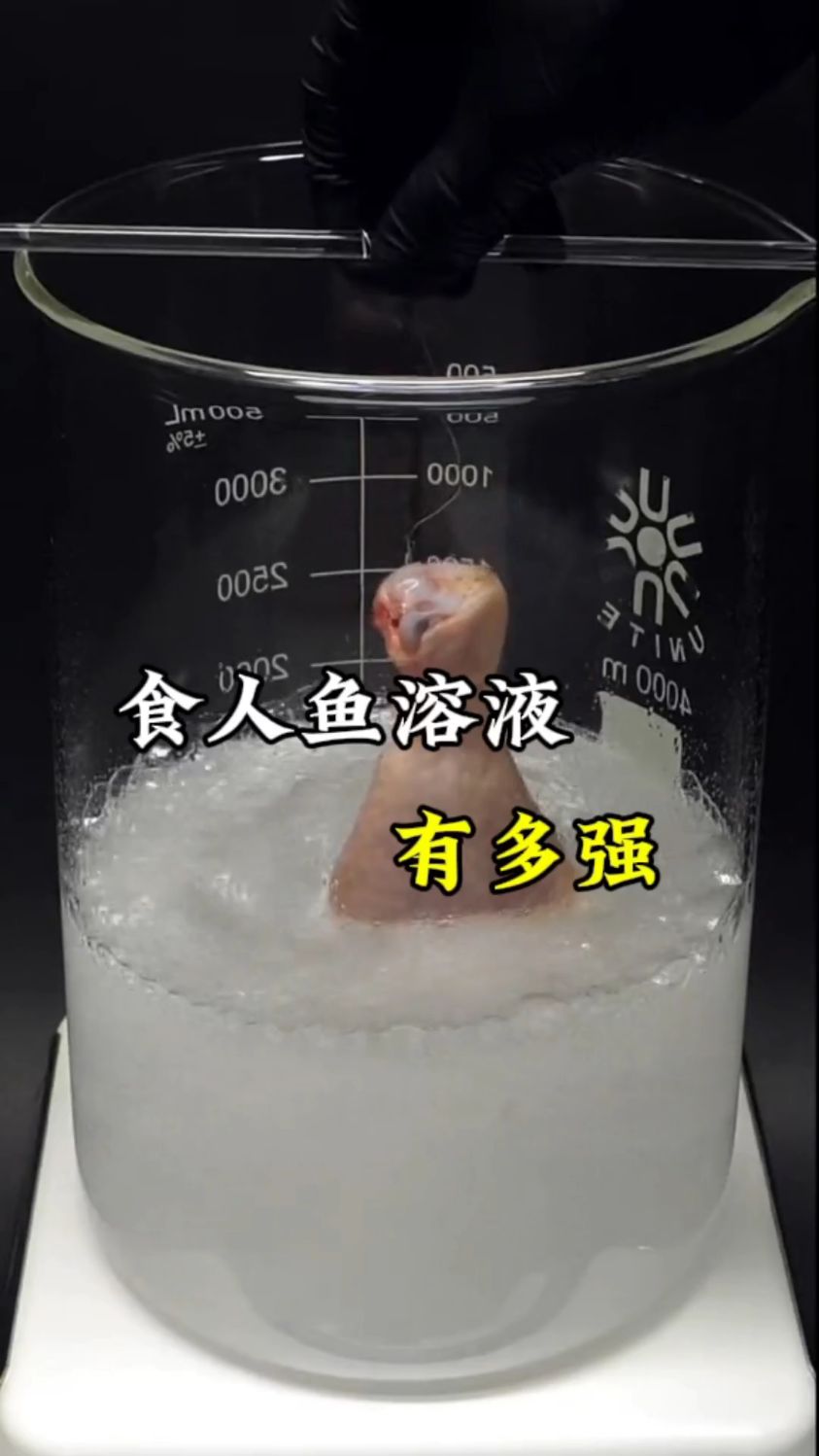 食人鱼溶液到底有多强 溶解一个鸡腿只需要两分钟#食人鱼溶液#实验