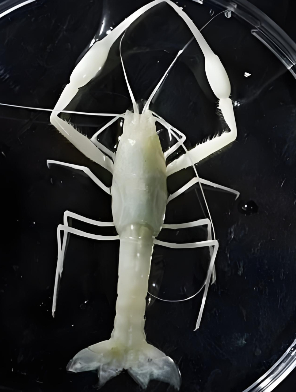 超级耐热虾,常年生活在450度的海底火山口附近