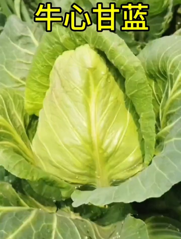 北方人叫它包菜,牛心甘蓝极其出名,营养丰富售价高!