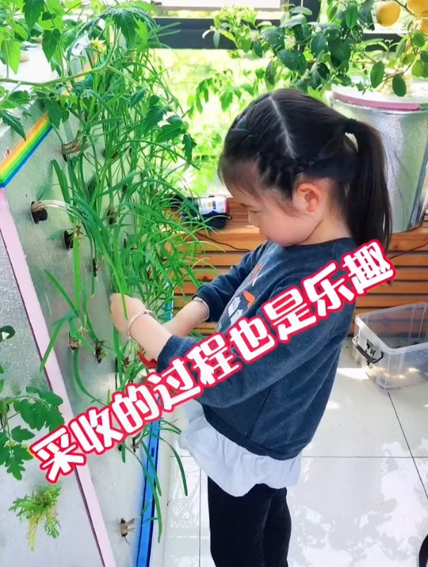 喜欢买菜的人,不会知道种菜的乐趣,采菜的喜悦