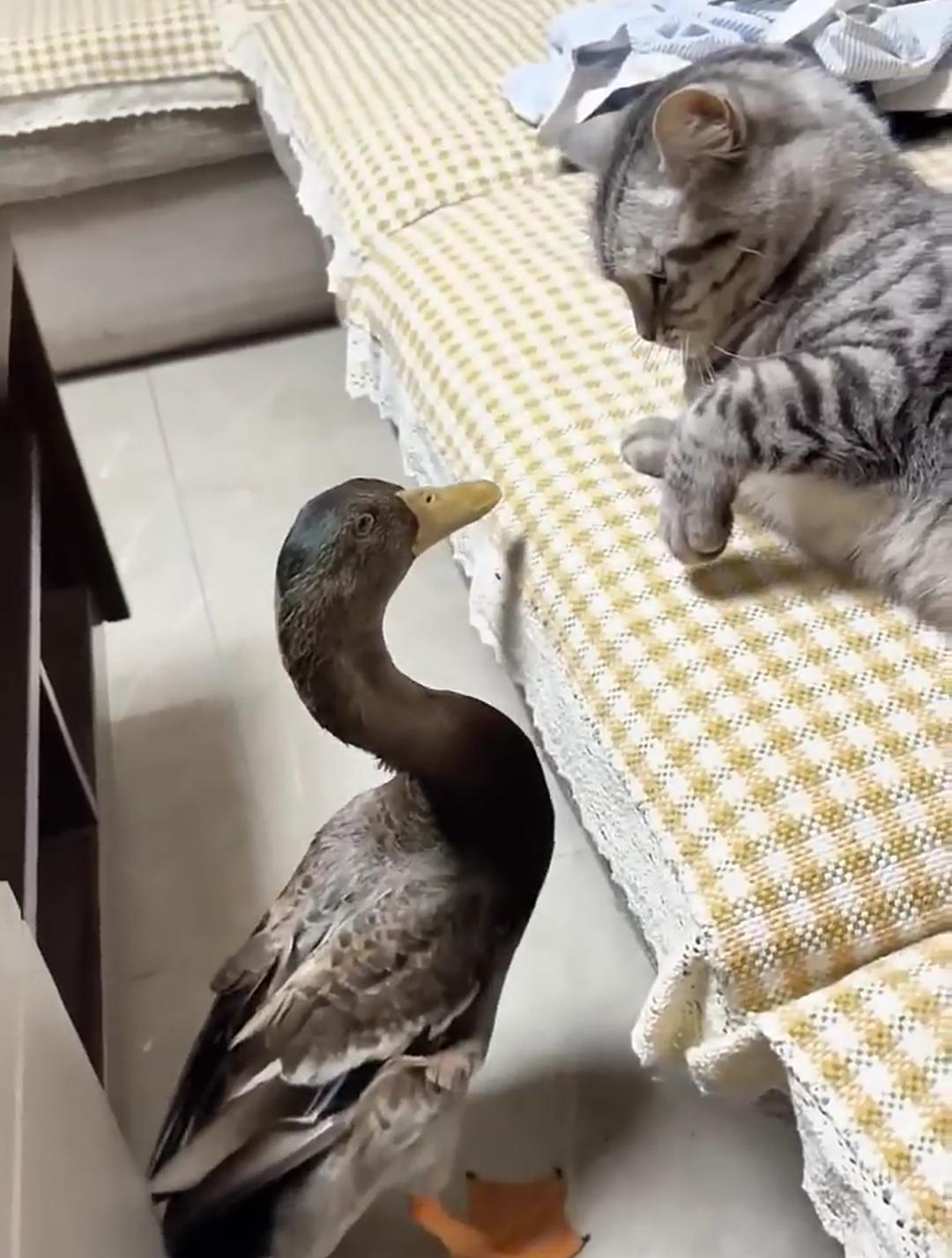 小猫一巴掌拍向青头鸭!“农村五霸”瞬间暴走,小猫被打到蒙圈