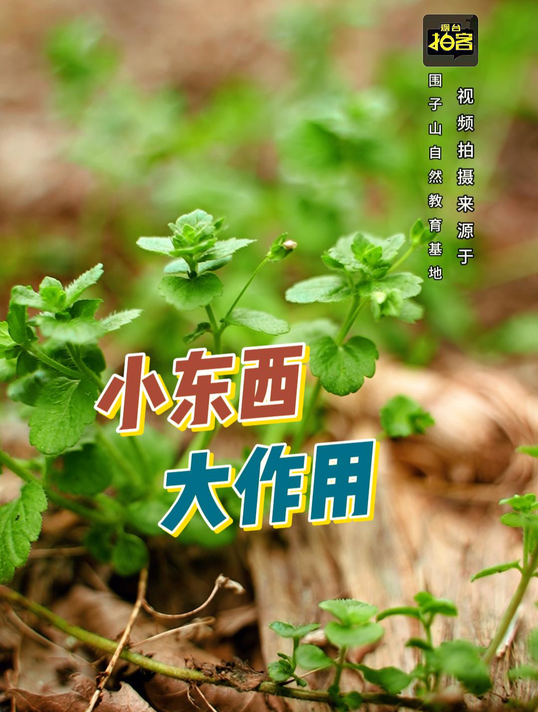 一种常见的草本植物,其药用价值在传统医学中备受重视
